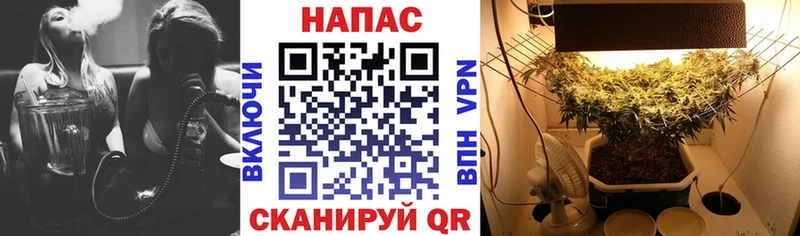 где можно купить наркотик  Ветлуга  Бошки марихуана индика 